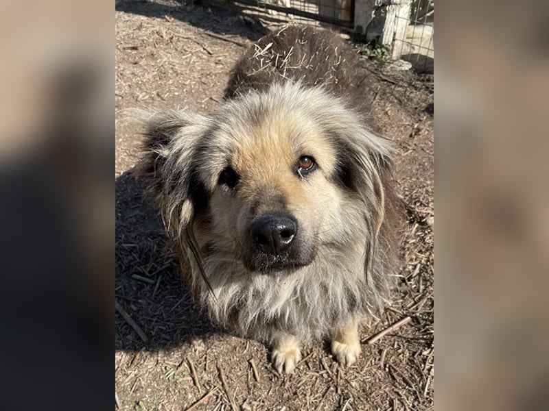 Mandy Lou geb. ca. 11/2020