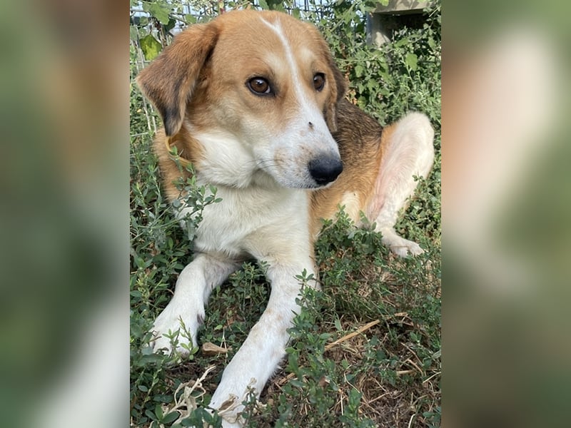 Katja, geb. ca. 12/2019, lebt in GRIECHENLAND, im städt. Tierheim Serres