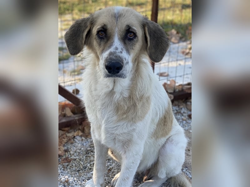 Meraki, geb. ca. 03/2019, lebt in GRIECHENLAND, im städt. Tierheim Serres