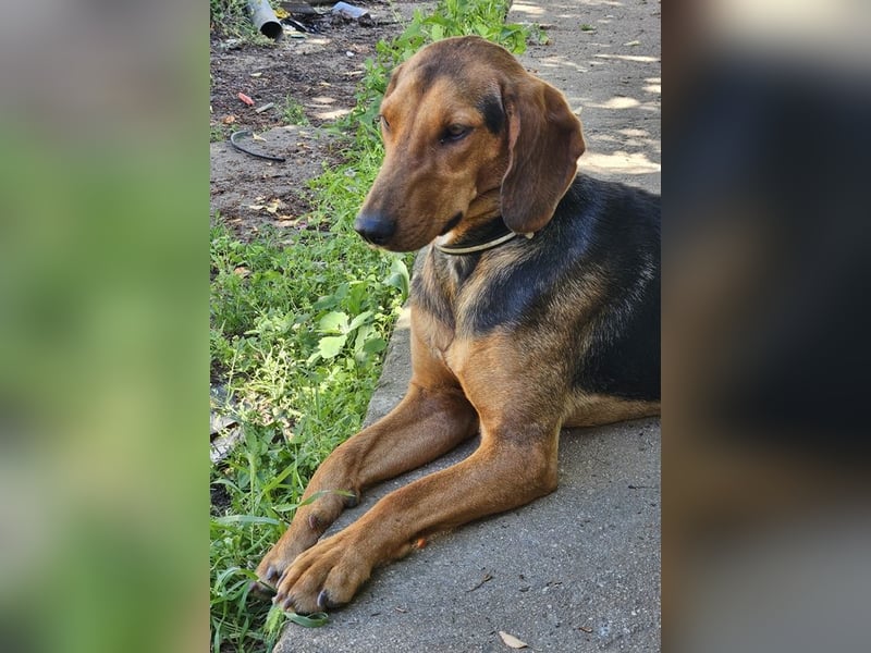 Chiara, geb. ca. 01/2023, lebt in GRIECHENLAND, auf einer privaten Pflegestelle