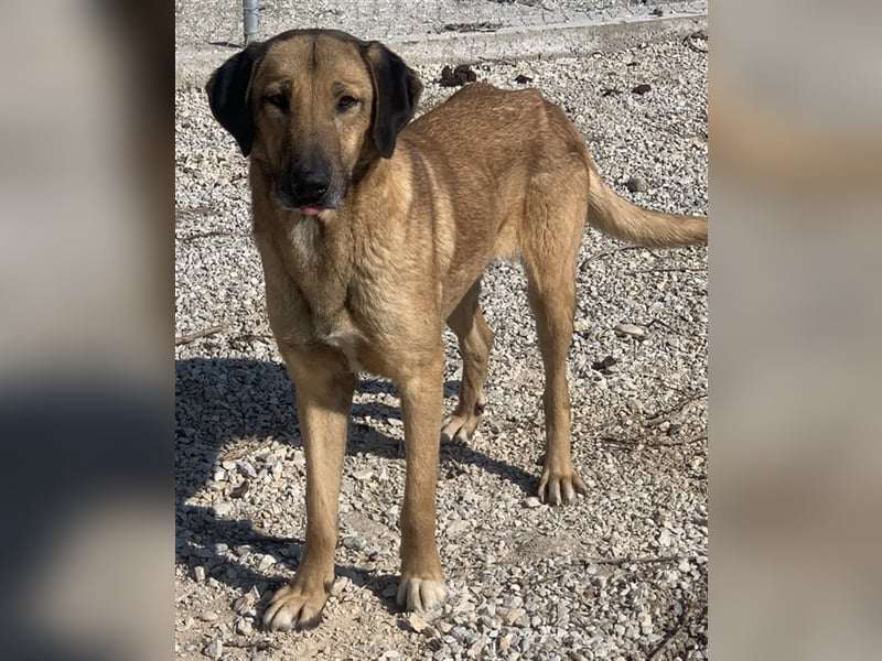 Sheryl, geb. ca. 01/2017, lebt in GRIECHENLAND, im städt. Tierheim Serres