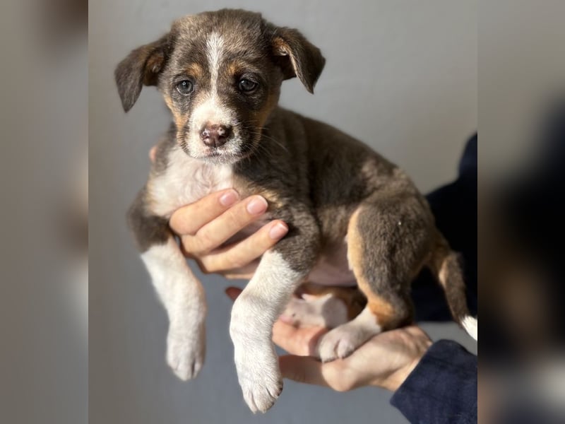 Elsie, geb. ca. 08/2025, lebt in GRIECHENLAND, im städt. Tierheim Serres