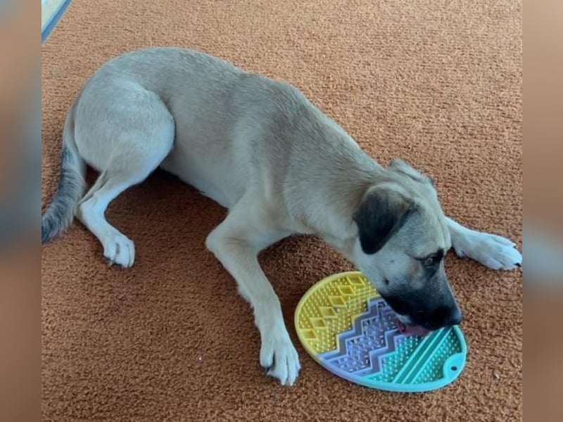 Fary, geb. ca. 02/2024, lebt auf einer Pflegestelle in 58332 Schwelm