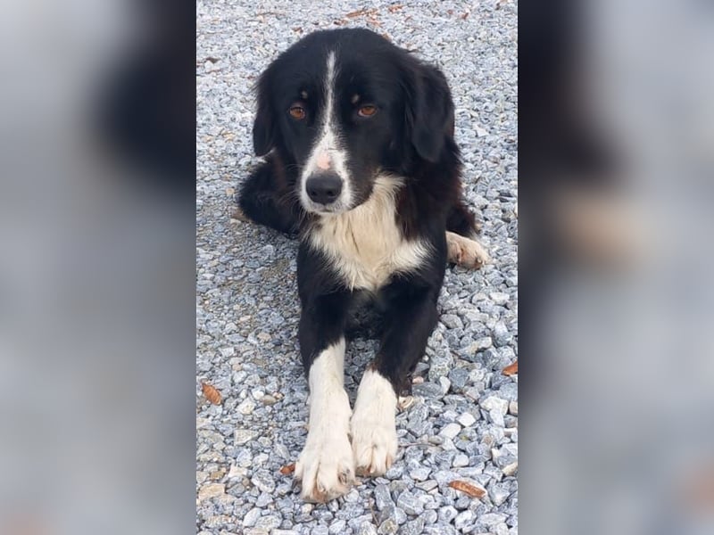 Lascaria, geb. ca. 12/2021, lebt in GRIECHENLAND, auf einer privaten Pflegestelle