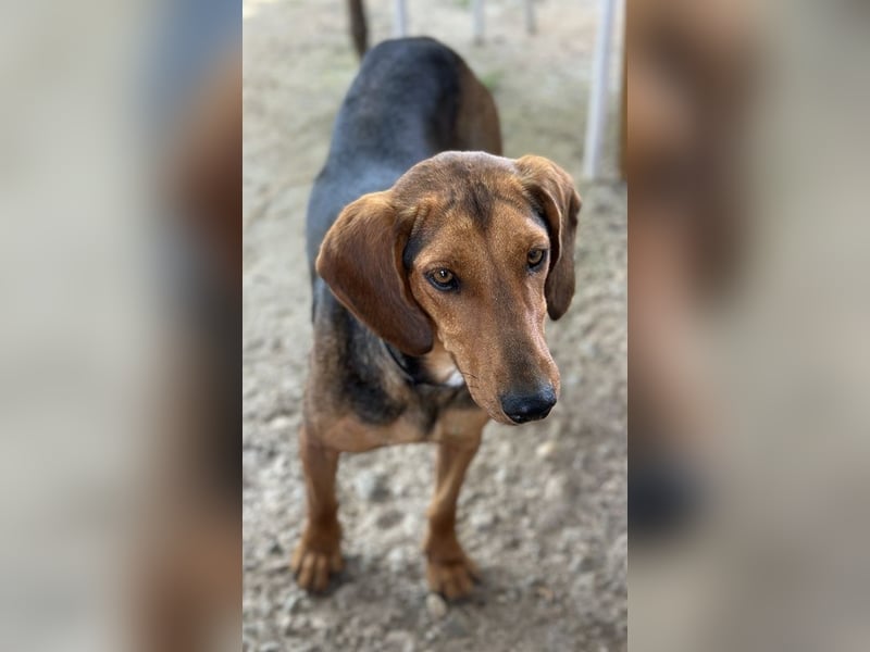 Chiara, geb. ca. 01/2023, lebt in GRIECHENLAND, auf einer privaten Pflegestelle