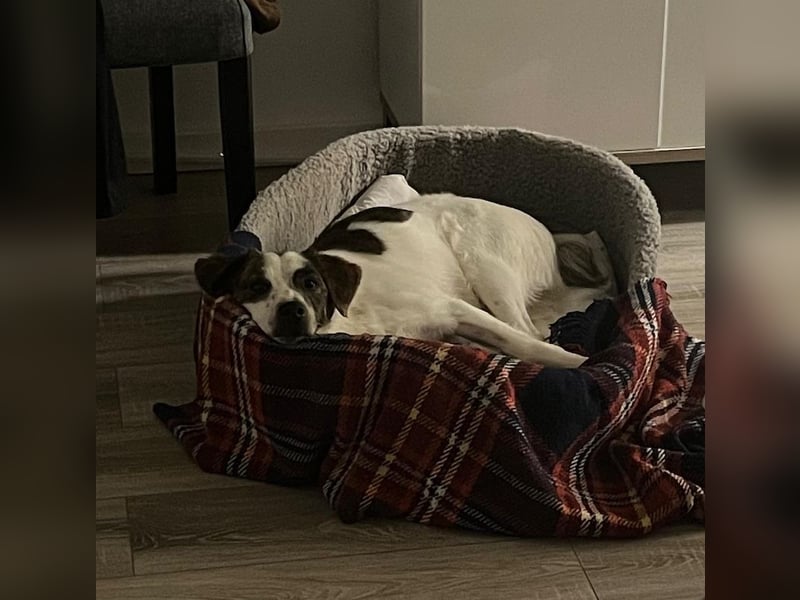 Blesso, geb. ca. 01/2025, lebt auf einer Pflegestelle in 48565 Steinfurt