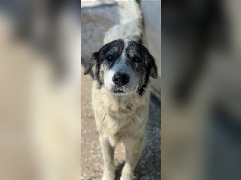 Askal, geb. ca. 07/2015, lebt in GRIECHENLAND, im städt. Tierheim Serres