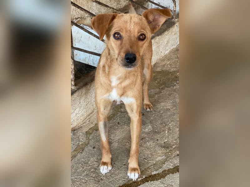 Allya, geb. ca.02/2024, lebt auf einer Pflegestelle in 20457 Hamburg