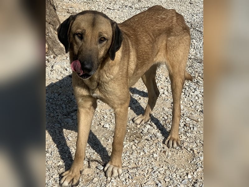 Sheryl, geb. ca. 01/2017, lebt in GRIECHENLAND, im städt. Tierheim Serres