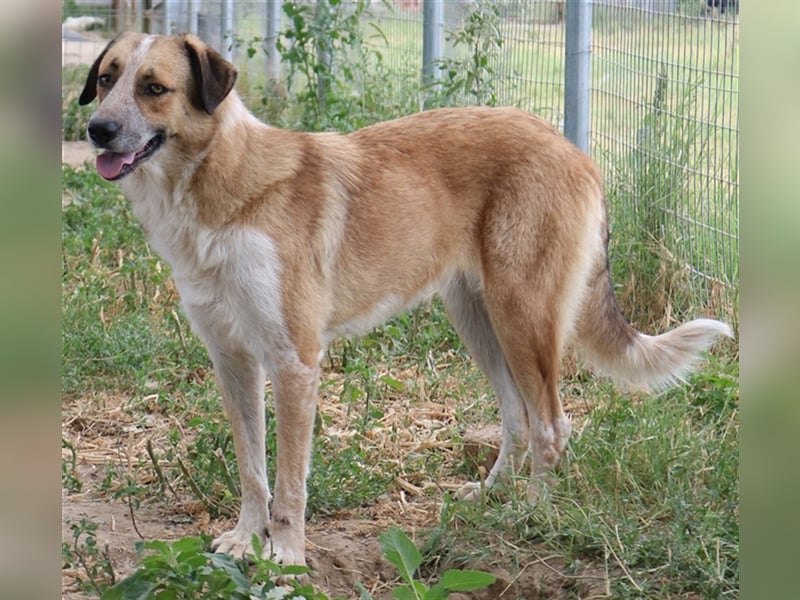 Nena, geb. ca. 10/2017, lebt in GRIECHENLAND, im städt. Tierheim Serres