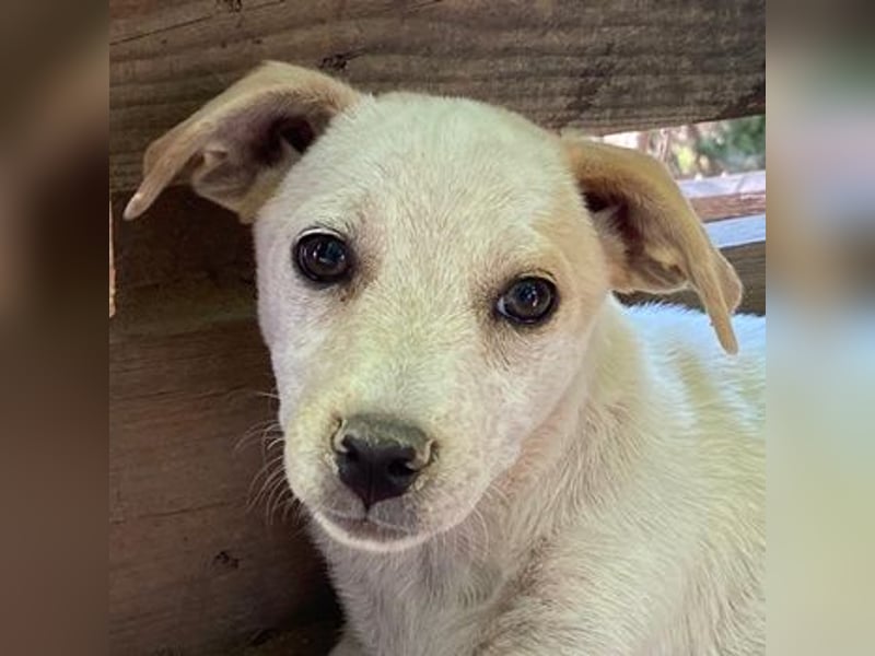 Mimosa, geb. ca. 04/2025, lebt auf einer Pflegestelle in 3072RE Rotterdam