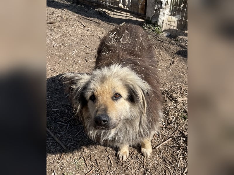 Mandy Lou geb. ca. 11/2020