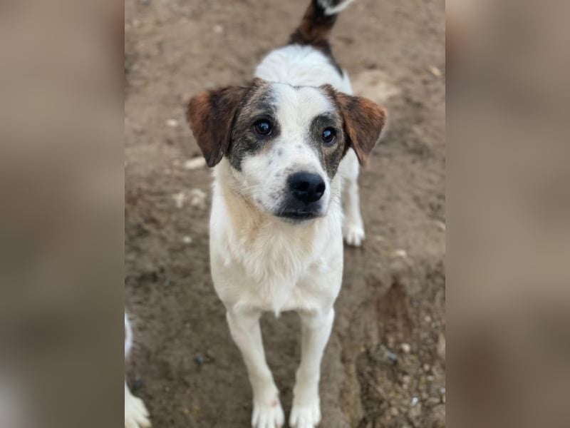 Blesso, geb. ca. 01/2025, lebt auf einer Pflegestelle in 48565 Steinfurt