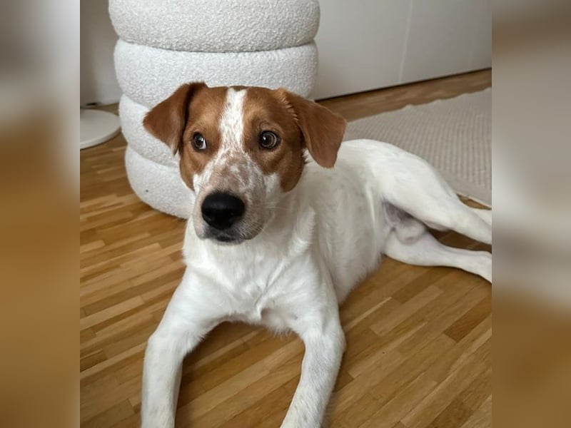 Benschi, geb. ca. 01/2025, lebt auf einer Pflegestelle in 60528 Frankfurt