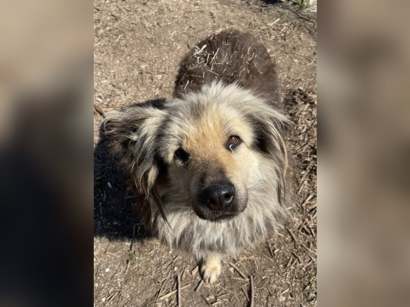 Mandy Lou geb. ca. 11/2020