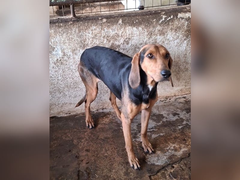 Camelia, geb. ca. 03/2021, lebt in GRIECHENLAND, auf einer privaten Pflegestelle