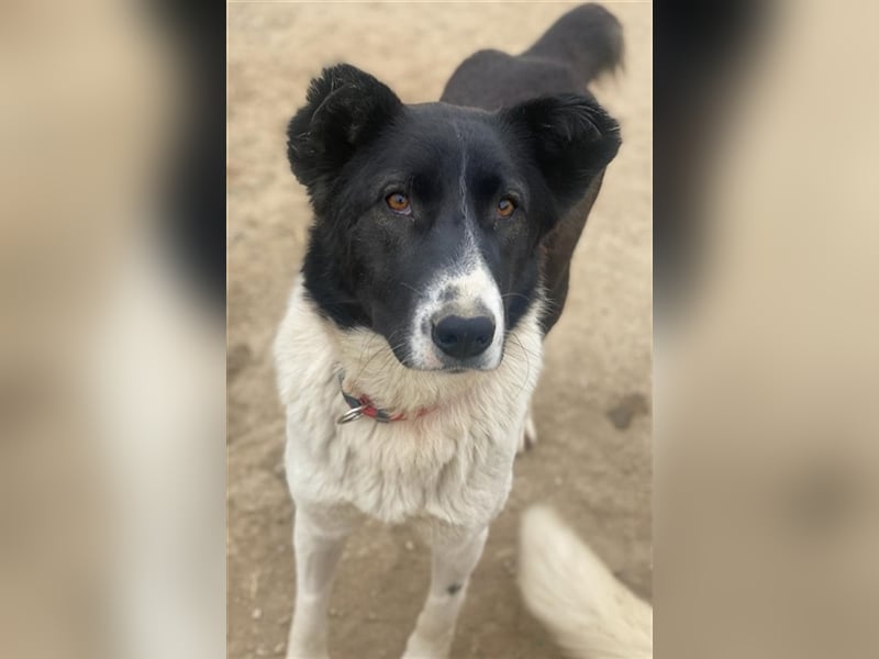 Pallene, geb. ca. 02/2021, lebt in GRIECHENLAND, im städt. Tierheim Serres