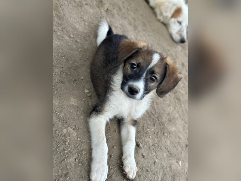 Bambi, geb. ca. 04/2026, lebt in GRIECHENLAND, auf einer privaten Pflegestelle