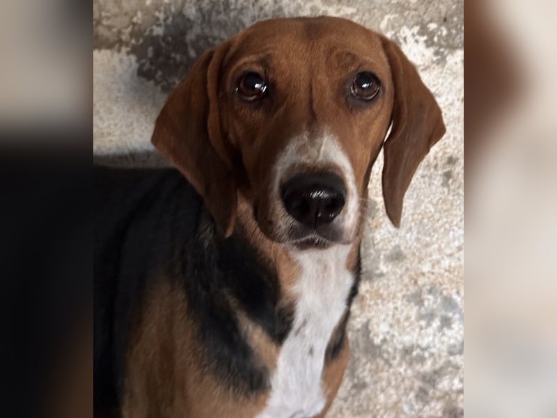 Imelda, geb. ca. 11/2021, lebt in GRIECHENLAND, auf einer privaten Pflegestelle