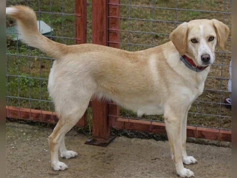 Liza, geb. ca. 05/2018, lebt in GRIECHENLAND, auf einer privaten Pflegestelle