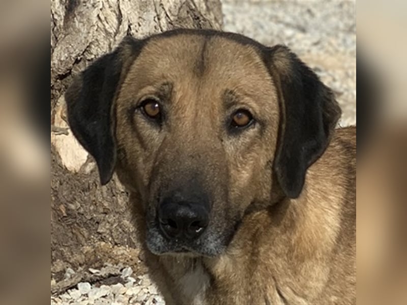 Sheryl, geb. ca. 01/2017, lebt in GRIECHENLAND, im städt. Tierheim Serres