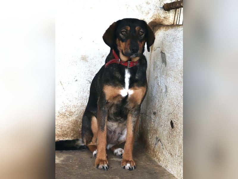 Zona, geb. ca. 11/2022, lebt in GRIECHENLAND, auf einer privaten Pflegestelle