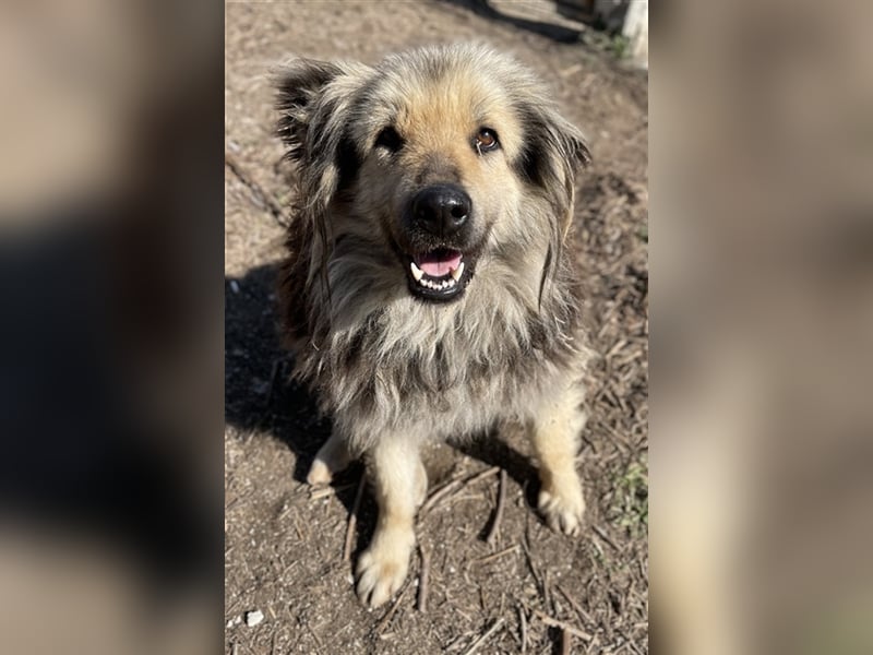 Mandy Lou geb. ca. 11/2020