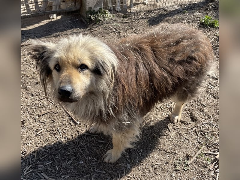 Mandy Lou geb. ca. 11/2020