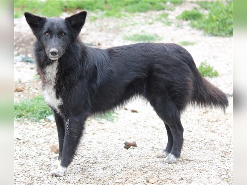 Brooklyn, geb. ca. 08/2020, lebt in GRIECHENLAND, im städt. Tierheim Serres