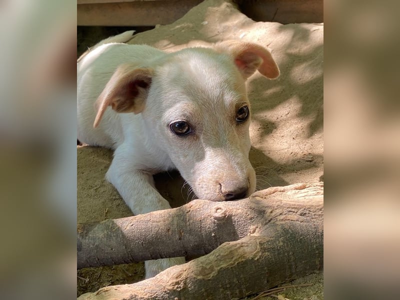 Mimosa, geb. ca. 04/2025, lebt auf einer Pflegestelle in 3072RE Rotterdam