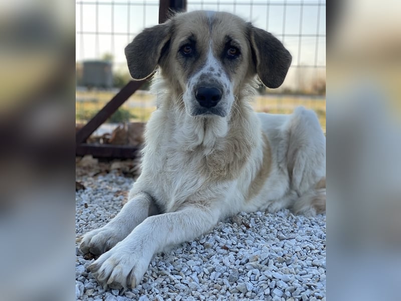 Meraki, geb. ca. 03/2019, lebt in GRIECHENLAND, im städt. Tierheim Serres