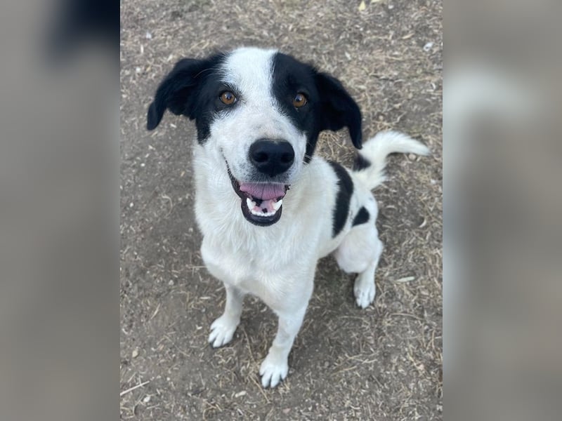 Alva, geb. ca. 05/2023, lebt in GRIECHENLAND, auf einer privaten Pflegestelle