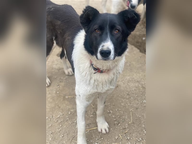 Pallene, geb. ca. 02/2021, lebt in GRIECHENLAND, im städt. Tierheim Serres