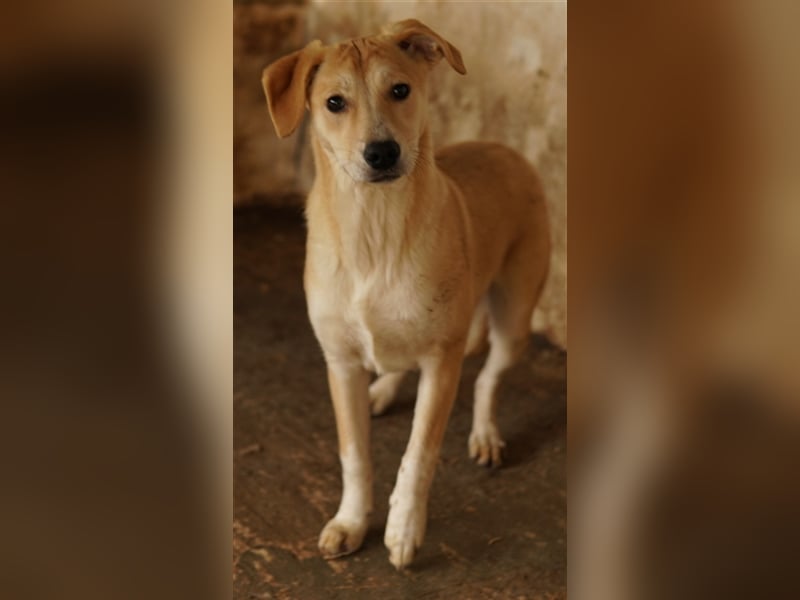 Phoenix, geb. ca. 07/2023, lebt in GRIECHENLAND, auf einer privaten Pflegestelle