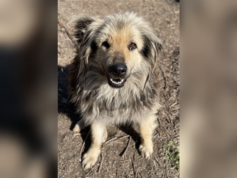 Mandy Lou geb. ca. 11/2020