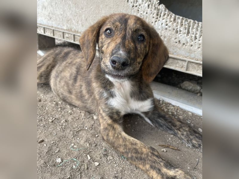 Shelby, geb. ca. 03/2026, lebt in GRIECHENLAND, im städt. Tierheim Serres