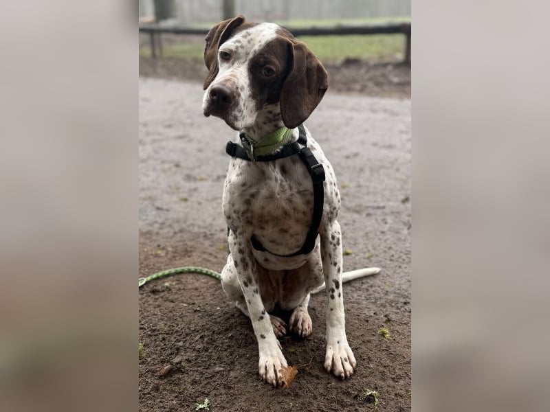 Acira, geb. ca. 04/2023, lebt auf einer Pflegestelle in 67735 Mehlbach