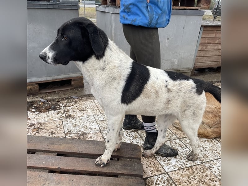 Adella, geb. ca. 01/2023, lebt in GRIECHENLAND, im städt. Tierheim Serres