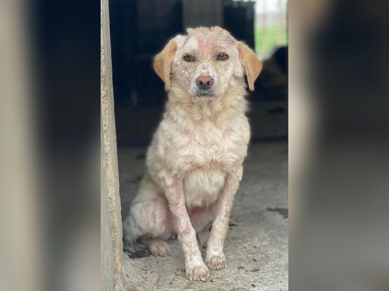 Lumina, geb. ca. 08/2025, lebt in GRIECHENLAND, im städt. Tierheim Serres