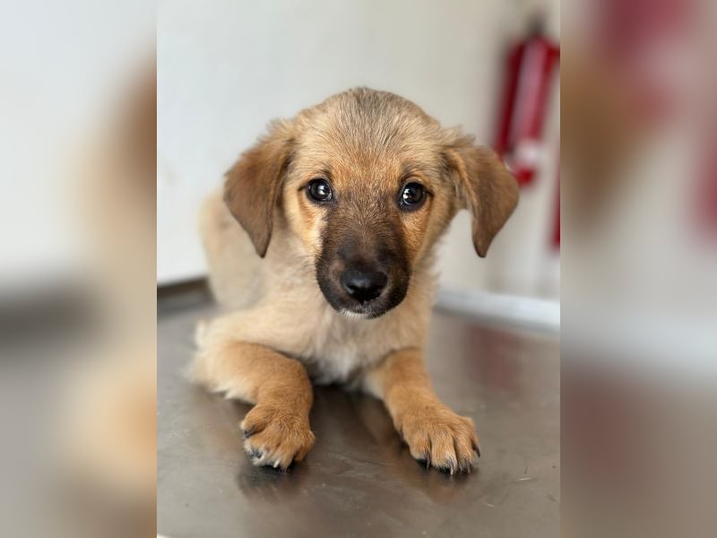 Ronja, geb. ca. 04/2026, lebt in GRIECHENLAND, auf einer privaten Pflegestelle