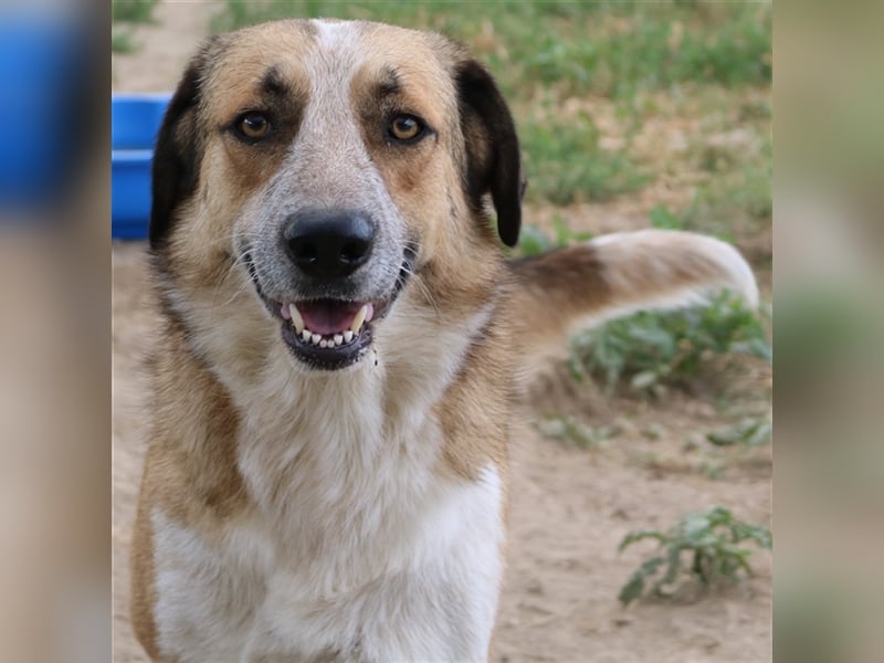 Nena, geb. ca. 10/2017, lebt in GRIECHENLAND, im städt. Tierheim Serres