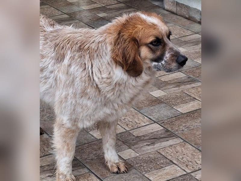 Ceterina-Rina, geb. ca. 01/2021, lebt in GRIECHENLAND, auf einer privaten Pflegestelle