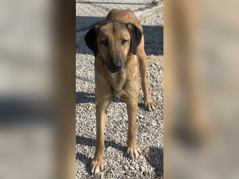 Sheryl, geb. ca. 01/2017, lebt in GRIECHENLAND, im städt. Tierheim Serres