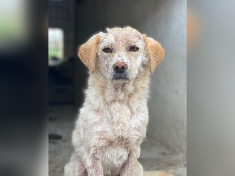 Lumina, geb. ca. 08/2025, lebt in GRIECHENLAND, im städt. Tierheim Serres