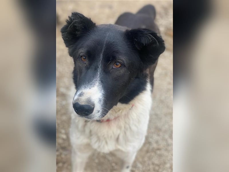 Pallene, geb. ca. 02/2021, lebt in GRIECHENLAND, im städt. Tierheim Serres