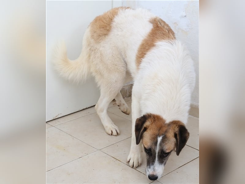 Taro, geb. ca. 08/2018, lebt in GRIECHENLAND, im städt. Tierheim Serres