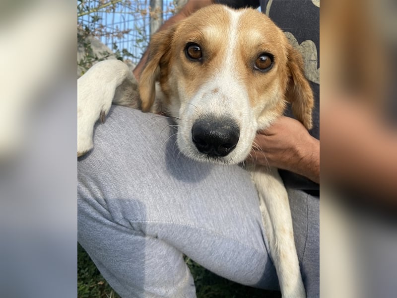 Katja, geb. ca. 12/2019, lebt in GRIECHENLAND, im städt. Tierheim Serres