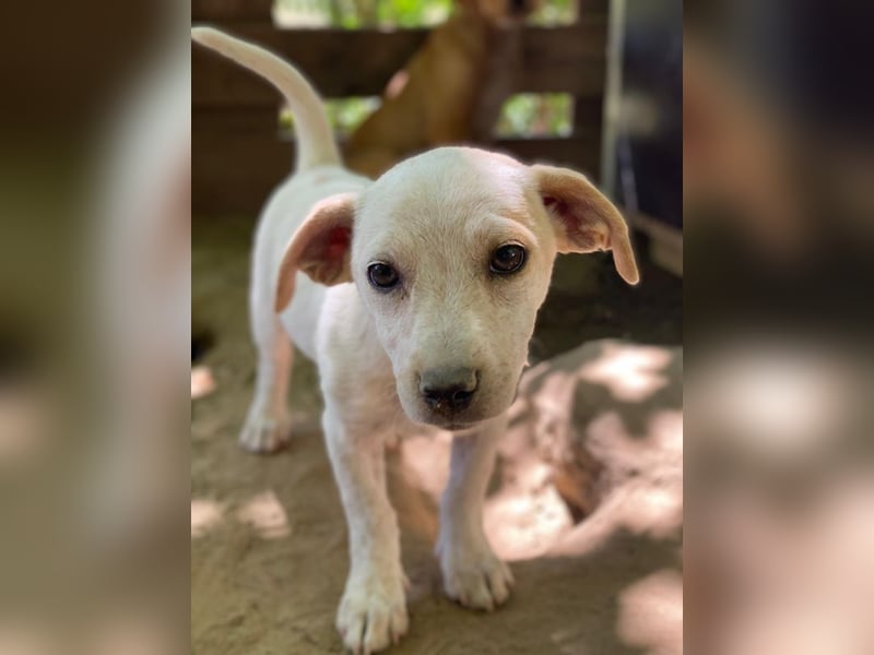 Mimosa, geb. ca. 04/2025, lebt auf einer Pflegestelle in 3072RE Rotterdam