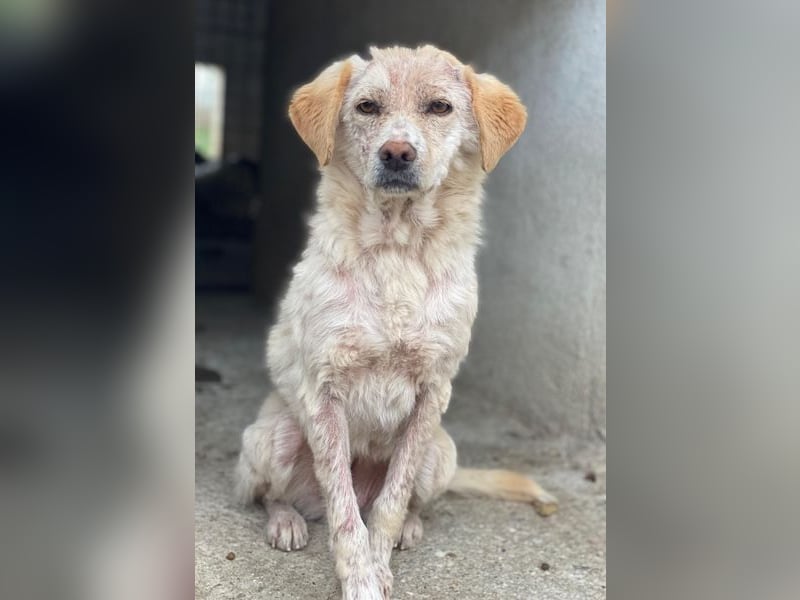 Lumina, geb. ca. 08/2025, lebt in GRIECHENLAND, im städt. Tierheim Serres