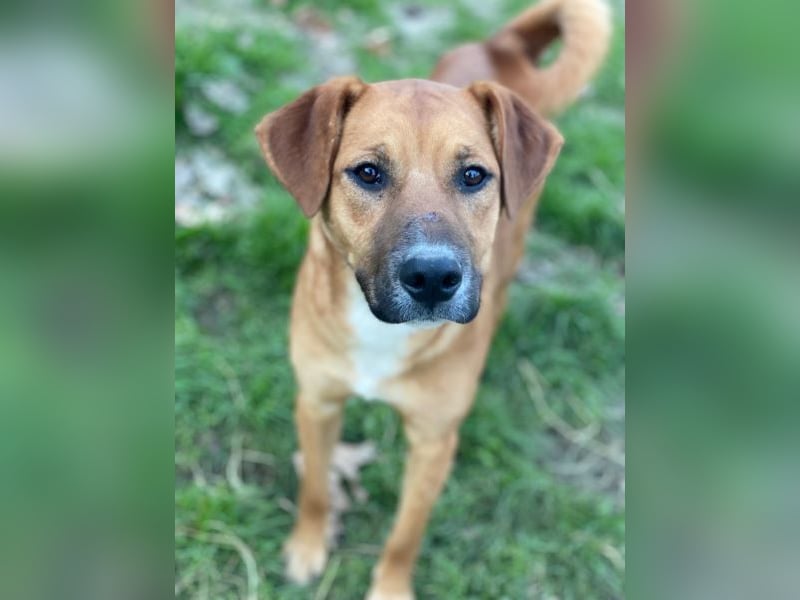 Hunter, geb. ca. 02/2025, lebt auf einer privaten Pflegestelle, 60528 Frankfurt